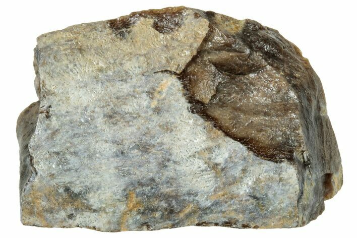 Fossil Tyrannosaur (T rex) Bone Section - Wyoming #314114